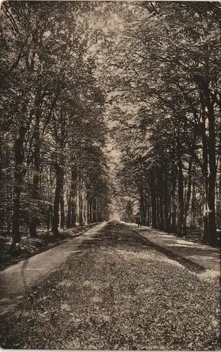 Ansichtskarte Varel Große Allee 1911