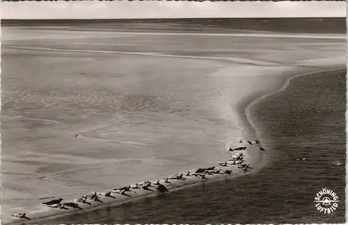 Ansichtskarte St. Peter-Ording Lugtbild Seehundsbank Seehunde 1965