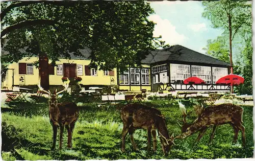 Ansichtskarte Braunfels (Lahn) Forsthaus im Tiergarten 1964