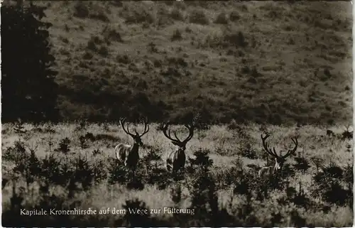 Bad Harzburg Kapitale Kronenhirsche auf dem Wege zur Fütterung 1963