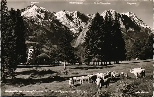 Ansichtskarte Grainau Zugspitzgruppe mit Berg-Kapelle, Kühe auf Weide 1960