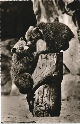 Ansichtskarte Charlottenburg-Berlin Zoologischer Garten - Braunbären 1967
