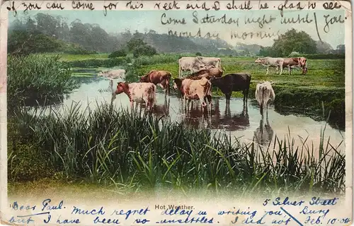 Ansichtskarte  Tiere Hot Weather, Trinstelle Kühe 1911