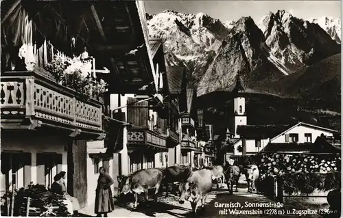 Ansichtskarte Garmisch-Partenkirchen Sonnenstraße Alm Kuh-Abtrieb 1960