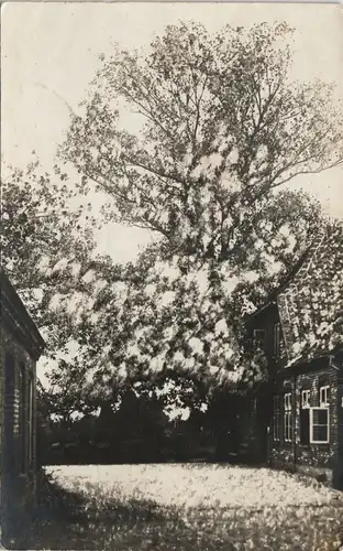 Fehmarn (Insel) Wohnhaus Stimmungsbild Frühling 1916   1. Weltkrieg  Feldpost