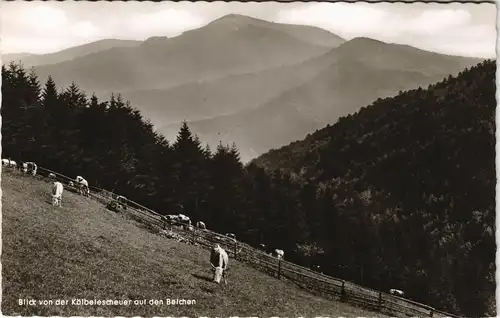 Ansichtskarte Aitern Blick Kölbelescheuer auf den Belchen, Kuh-Weide 1960
