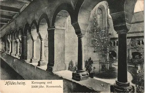 Hildesheim Säulengang Kreuzgang mit 1000 jähr. Rosenstock 1900