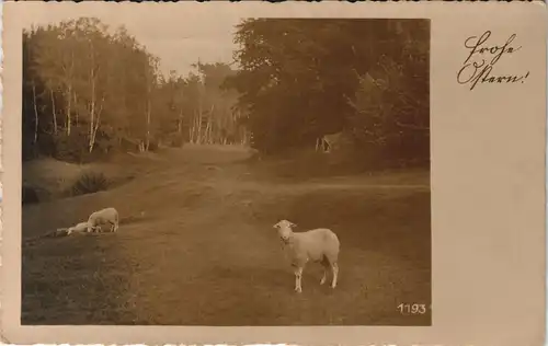 Glückwunsch Grußkarten Ostern Oster-Lämmer Echtfoto-AK 1933   gel Stempel GRAZ