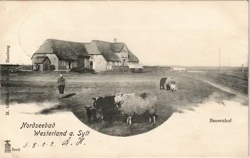 Ansichtskarte Westerland-Gemeinde Sylt Junge Schafe Bauernhof 1902