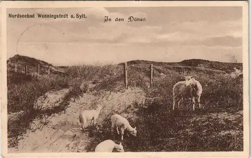 Ansichtskarte Wenningstedt-Braderup Schafe in den Dünen 1918
