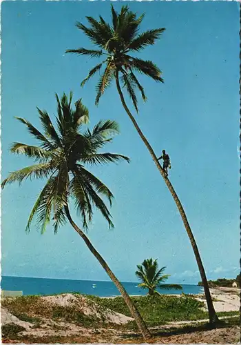 _Allgemein Beach Scene, East Africa, Palm Climbing, Palmen-Kletterer 1970