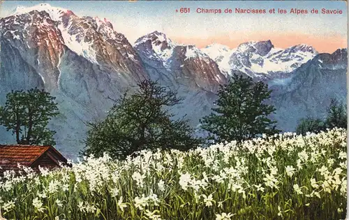 Châtel (Haute-Savoie) Champs de Narcisses et les Alpes de Savoie 1912