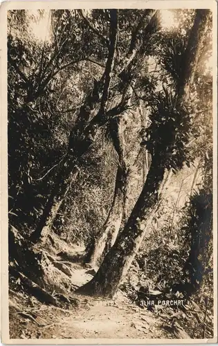 Postcard Santos Urwald Ilha Porchat 1930