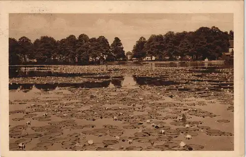 Hammer am See Hamr na Jezeře Seerosen auf dem Hammersee - Leipa 1925