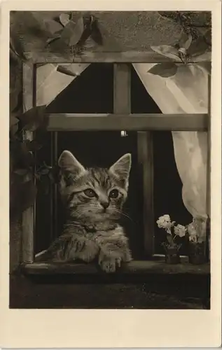 Ansichtskarte  Tiere - Katzen Kätzchen am Fenster Fotokunst 1955