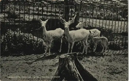 Ansichtskarte Langebrück-Dresden Haidemühle - Weißes Damwild 1934