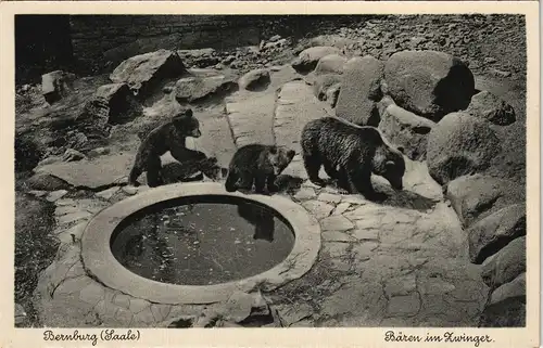 Ansichtskarte Bernburg (Saale) Bären im Zwinger. Schloß 1929