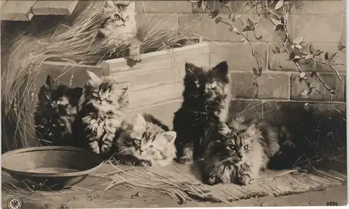 Ansichtskarte  Künstlerkarte mit Katzen Kätzchen, Cat & Cats Art Design 1920
