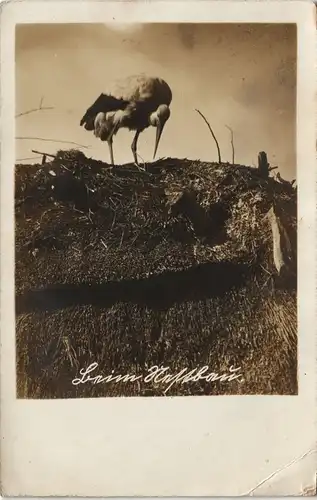 Ansichtskarte  Beim Nestbau - Storch, Foto ANsichtskarte Vögel 1917