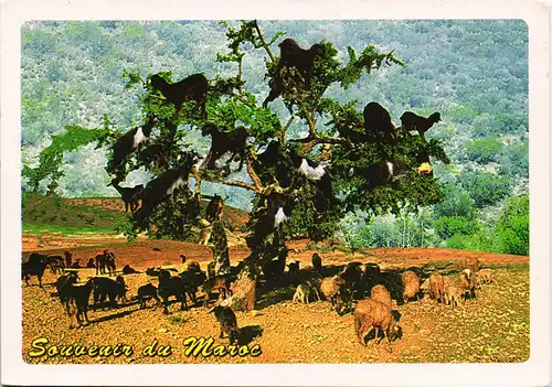 Marokko Allgemein MAROC arbres fossiles, Tiere Ziegen auf Baum, Afrika 1990