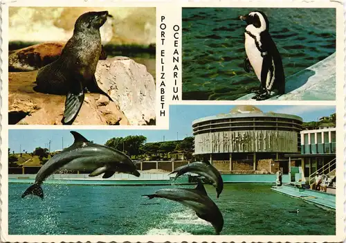 Port Elizabeth Oceanarium Dolphins, Seal, Penguin (Delfine, Pinguin) 1975