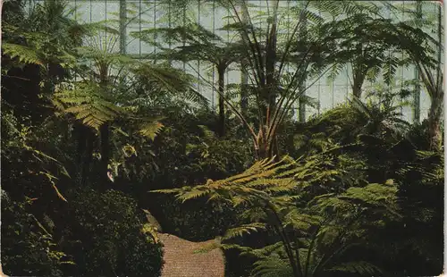 Ansichtskarte Magdeburg Farnenhaus der Städt. Gruson-Palmenhäuser 1910