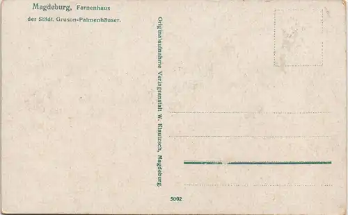 Ansichtskarte Magdeburg Farnenhaus der Städt. Gruson-Palmenhäuser 1910