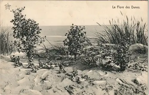 Postkaart Belgien La Flore des Dunes. .Belgien allgemein 1915