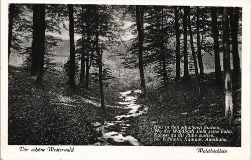 Ansichtskarte .Rheinland-Pfalz Westerwald (Allgemein) Wald-Bächlein 1955