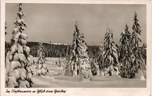 Ilsenburg (Harz) Im Torfbaumoor m. Blick zum Brocken Harz Winter-Landschaft 1952