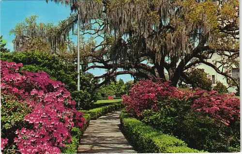 Postcard Baton Rouge EARLY SPRING IN LOUISIANA USA 1970