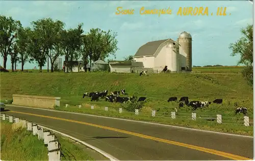 Postcard Aurora Farm Landscape weidende Kühe (Cows); USA 1960