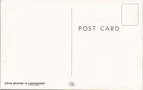 Postcard Aurora Farm Landscape weidende Kühe (Cows); USA 1960