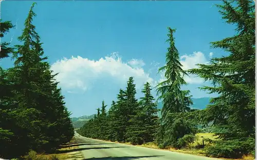 Kalifornien Allgemein CHRISTMAS TREE LANE Beaumont California USA 1959