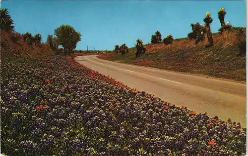 Texas Allgemein Texax Flowers BLUEBONNETS INDIAN PAINT BRUSH GIANT DAGGERS 1981