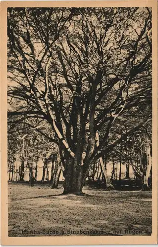 Ansichtskarte Stubbenkammer-Sassnitz Hertha-Buche 1928