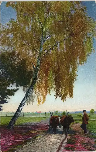 Ansichtskarte  Stimmungsbild Natur Fuhrwerk Landschaft Photochromiekarte 1910