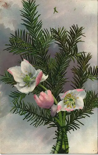 Ansichtskarte  Botanik :: Blumen Photochromie - Gesteck 1913