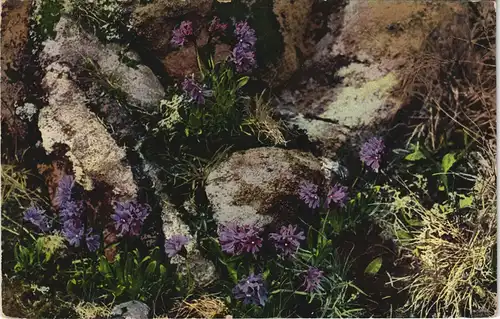 Ansichtskarte  Botanik :: Blumen, Stimmungsbild Primula glutimosa 1912