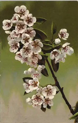 Ansichtskarte  Botanik :: Blumen, Photochromie 1910
