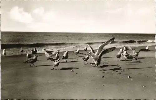 Ansichtskarte  Möwen am Strand (Nordsee oder Ostsee) 1960