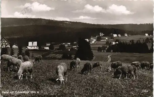 Warmensteinach Umland-Ansicht, Weide, Naturfreundehaus Am Fleckl 1957