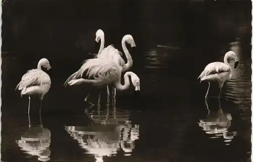 Ansichtskarte Frankfurt am Main Zoologischer Garten Flamingos im Weiher 1960