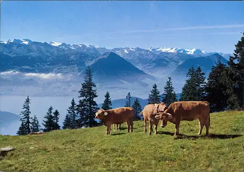 .Schweiz Kühe, Nidwaldner und Berner Alpen Ausblick vom Rigi-Rotstock 1990