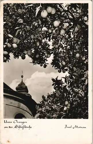 Ansichtskarte Konstanz Insel Mainau - Orangen unter der Schloßkirche 1958