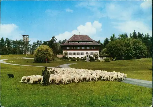 Albstadt Schaf Herde am Höhen-Gasthof Wanderheim Nägelehaus Raichberg 1981