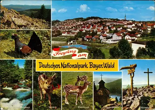 Freyung Mehrbild-AK Ort im Deutschen Nationalpark Bayer. Wald 1972