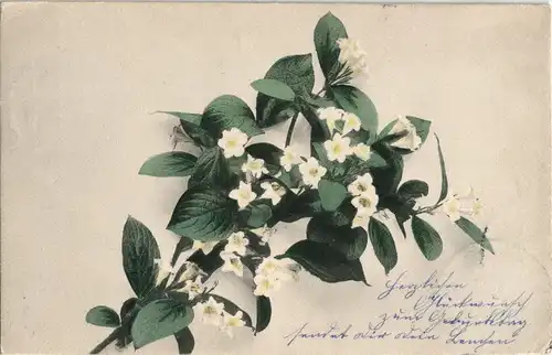 Ansichtskarte  Botanik Blumen Neophot-Naturblumen Karten Serie 574 No.81 1906
