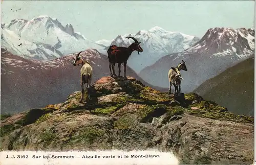 CPA Chamonix-Mont-Blanc Mont Blanc Blick - Gemse 1911