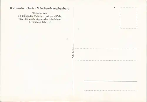 Nymphenburg-München Victoria-Haus mit blühender Victoria cruziana 1950